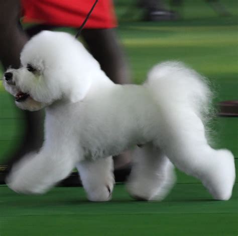 bichon videos|winky agility video westminster.